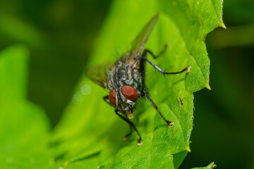 Musca autumnalis, the face fly or autumn housefly, is a pest of cattle and horses. Selective focus image.