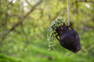 ornamental plants in a clay mug-flowerpot hanging on a tree, blurred background with copy space
