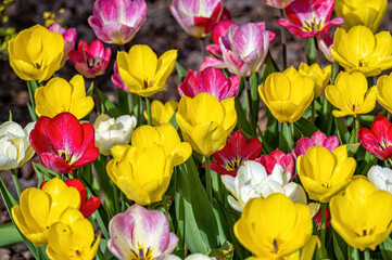 Closeup of tulips blooming on a nature background. with copy space
