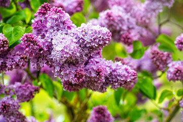 Obraz premium branch with lilac spring flowers, bright blooms of spring lilacs bush, soft focus, closeup