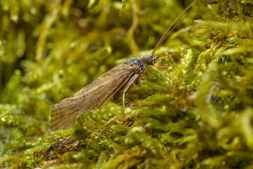 The diamondback moth (Plutella xylostella), sometimes called the cabbage moth, is a moth species of the family Plutellidae. Selective focus image.