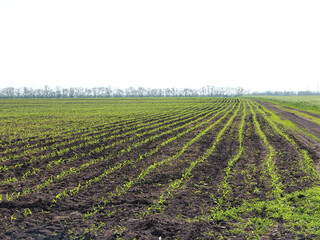 Agricultural field with small corn sprouts