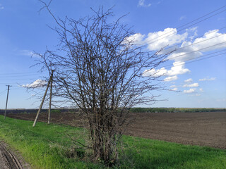 Tree on the background of an agricultural field