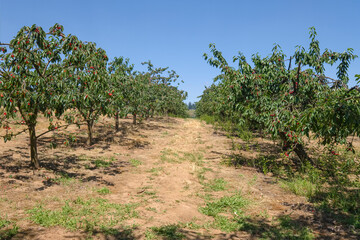 Fototapeta premium Cherry farm in rural Oregon state.