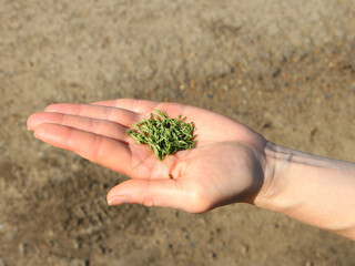 Woman's hand holding green grains, sowing crops