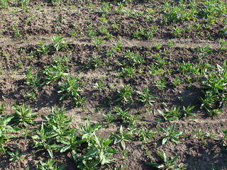 Agricultural field overgrown with weeds