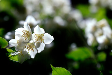 White petals of jasmin on tree