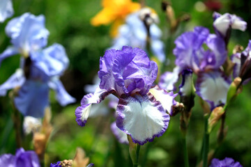 Colorful iris in summer garden