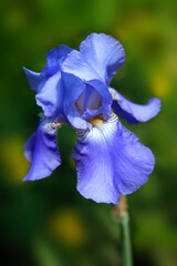 Blue iris in summer garden
