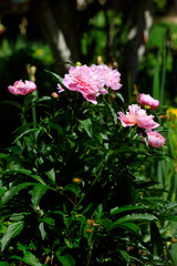 Pink peony in summer garden