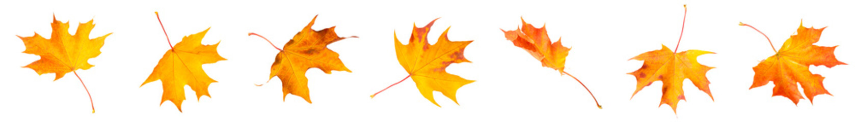 Collection of red fallen autumn leaves isolated on white background