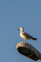 Wide angle view of seagull standing on lamppost, shot from side profile with selective focus.