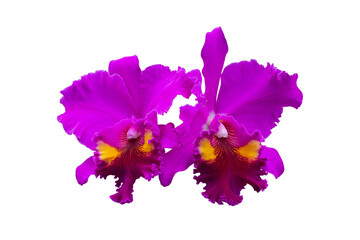 Close up purple Cattleya orchid flower bloom isolated on white background included clipping path.
