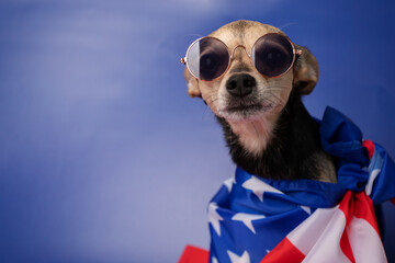 dog in the american flag on a blue background,copy space