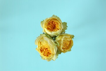 三本の黄色いバラ（中央）