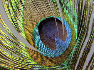 Background with an image of a peacock feather