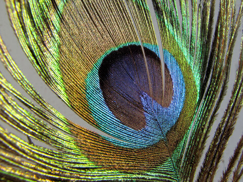 Background with an image of a peacock feather