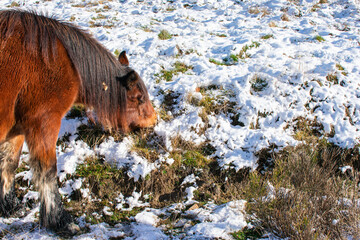 wild horse eating on the snowy hillside