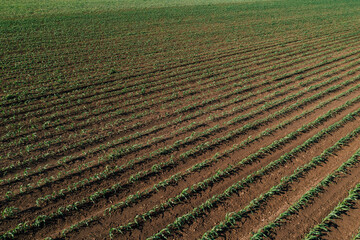 Aerial shot of green corn sprout field from drone pov high angle view