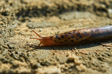 The slug crawls on dry grass in search of food. Slug skin.