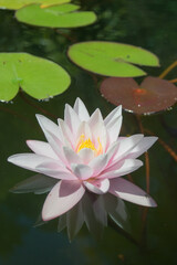 pink water lily