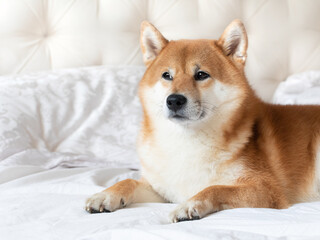 Cut funny adorable shiba inu dog pet family friends a white blanket in bed. Cozy couch interior banner photo portrait.