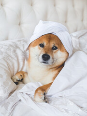 Cut funny adorable shiba inu dog pet family friends a white blanket in bed. Cozy couch interior banner photo portrait. Spa saloon grooming.