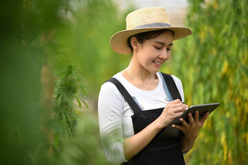 Young smart farmer using digital tablet and checking quality of cannabis plants in the fields before harvesting.