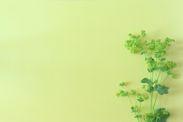 黄色い背景にグリーンの植物（右下）