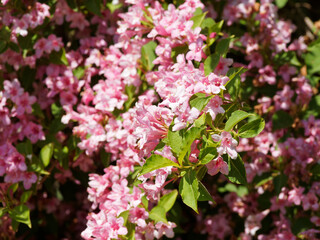 Weigela florida, ornamental blooming bush, dense dark pink to reddish bell-shaped flowers over elliptical green and serrated leaves on arching branches decorating a garden hedge