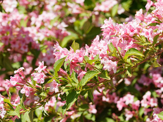 Weigela florida. Blooming bush. Buds and bell-shaped flowers in highbush with dark pink corolla on arching branches covered of green-bronze foliage swaying in wind
