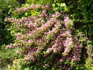 Weigela florida, ornamental blooming bush, dense dark pink to reddish bell-shaped flowers over elliptical green and serrated leaves on arching branches decorating a garden hedge