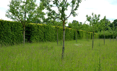 Fototapeta na wymiar hornbeam green hedge in spring lush leaves let in light trunks and larger branches can be seen natural separation of the garden from the surroundings can withstand drought 