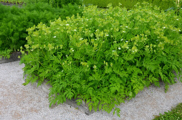 home medicinal garden with herbs for rheumatic, digestion, rhubarb for cake, for drying tea and aromatic herbs for alcoholic liqueurs to use. regular raised flower beds bordered by oak planks