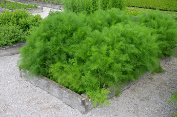 home medicinal garden with herbs for rheumatic, digestion, rhubarb for cake, for drying tea and aromatic herbs for alcoholic liqueurs to use. regular raised flower beds bordered by oak planks