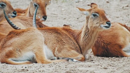 Pack Of Sitatunga Marshbuck Swamp Dwelling Antelope