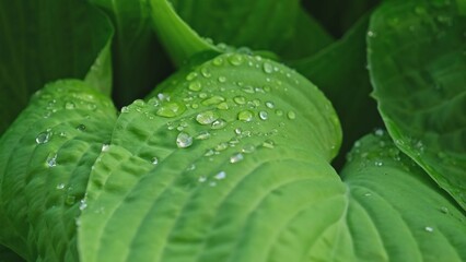 Obraz premium Clear Drops Rain Water Held on Giant Green Leaves with Surface Tension and Viscosity