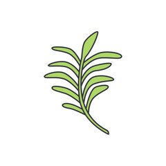 Rosemary icon in color, isolated on white background 
