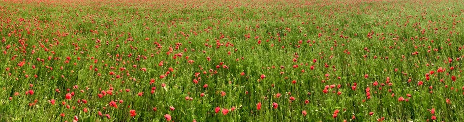 Mohnblumenpanorama I