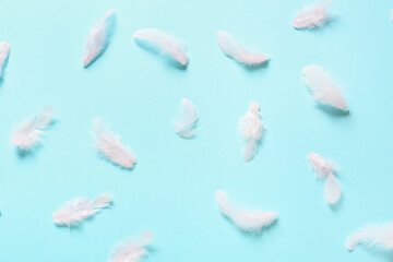 Fototapeta na wymiar Beautiful feathers on blue background