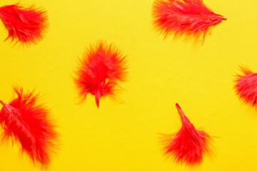 Fototapeta na wymiar Beautiful red feathers on color background