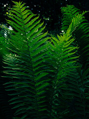 Fototapeta premium Green fern growing in summer jungles dark and moody style. Textured emerald color leaves botany natural background low key. Wild plant branches nature forest park botanical backdrop poster wallpaper.