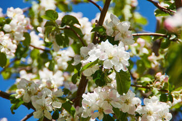 blooming tree in spring with flowers, nature background with sunlight 