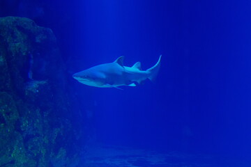 jerusalem national city aquarium in israel