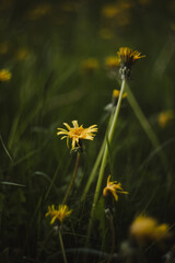 Yellow bright flowers dandelions on background of green meadows. Spring and summer background