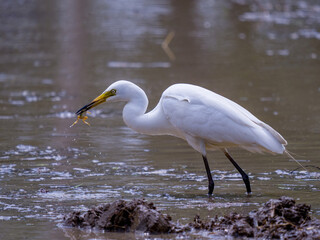 Egret hunt frog in rice fields in Shanghai.