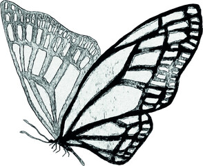 Sketch of a butterfly on a white background. Isolated illustration for print design. Hand-drawn illustration. Sketch of a tattoo.