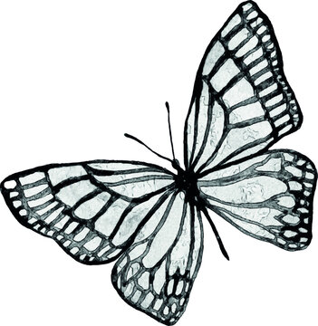 Sketch of a butterfly on a white background. Isolated illustration for print design. Hand-drawn illustration. Sketch of a tattoo.