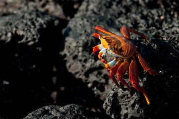 Sally lightfoot crab (Grapsus grapsus), Close-up view, Galapagos Islands, Ecuador, South America
