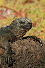Marine iguana (Amblyrhynchus cristatus), santa Cruz Island, Galapagos Islands, UNESCO World Heritage Site, Ecuador, South America